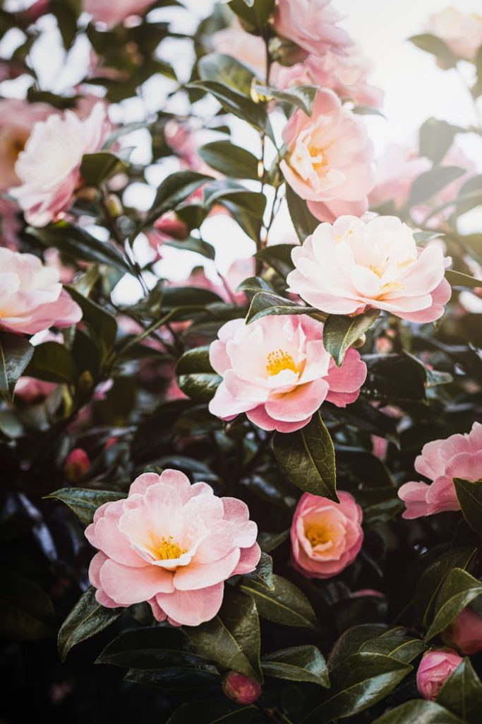 Vibrant pink sasanqua camellias blooming in natural light, showcasing natures beauty.